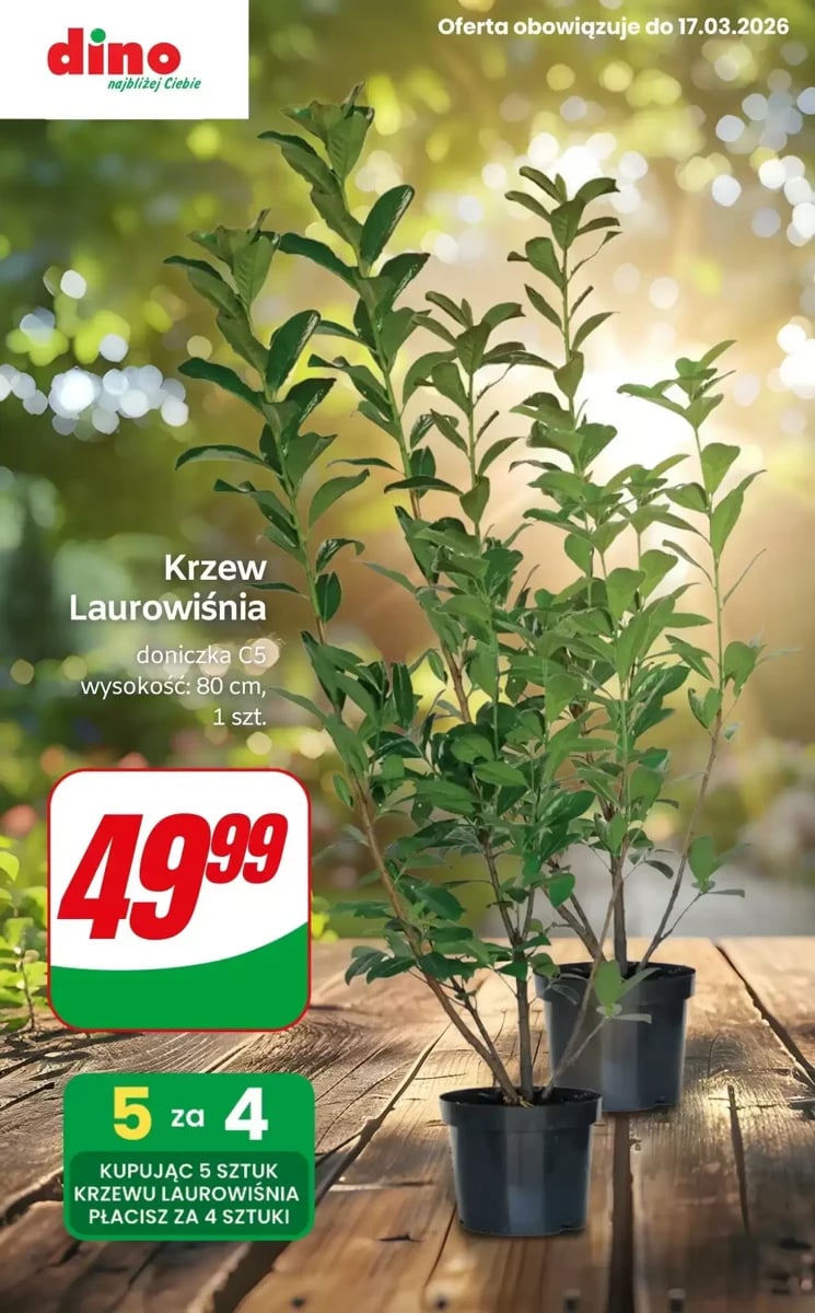 Strona 5 z gazetki Dino